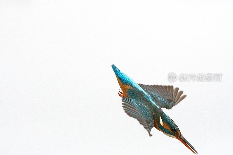 翠鸟潜水(Alcedo atthis)